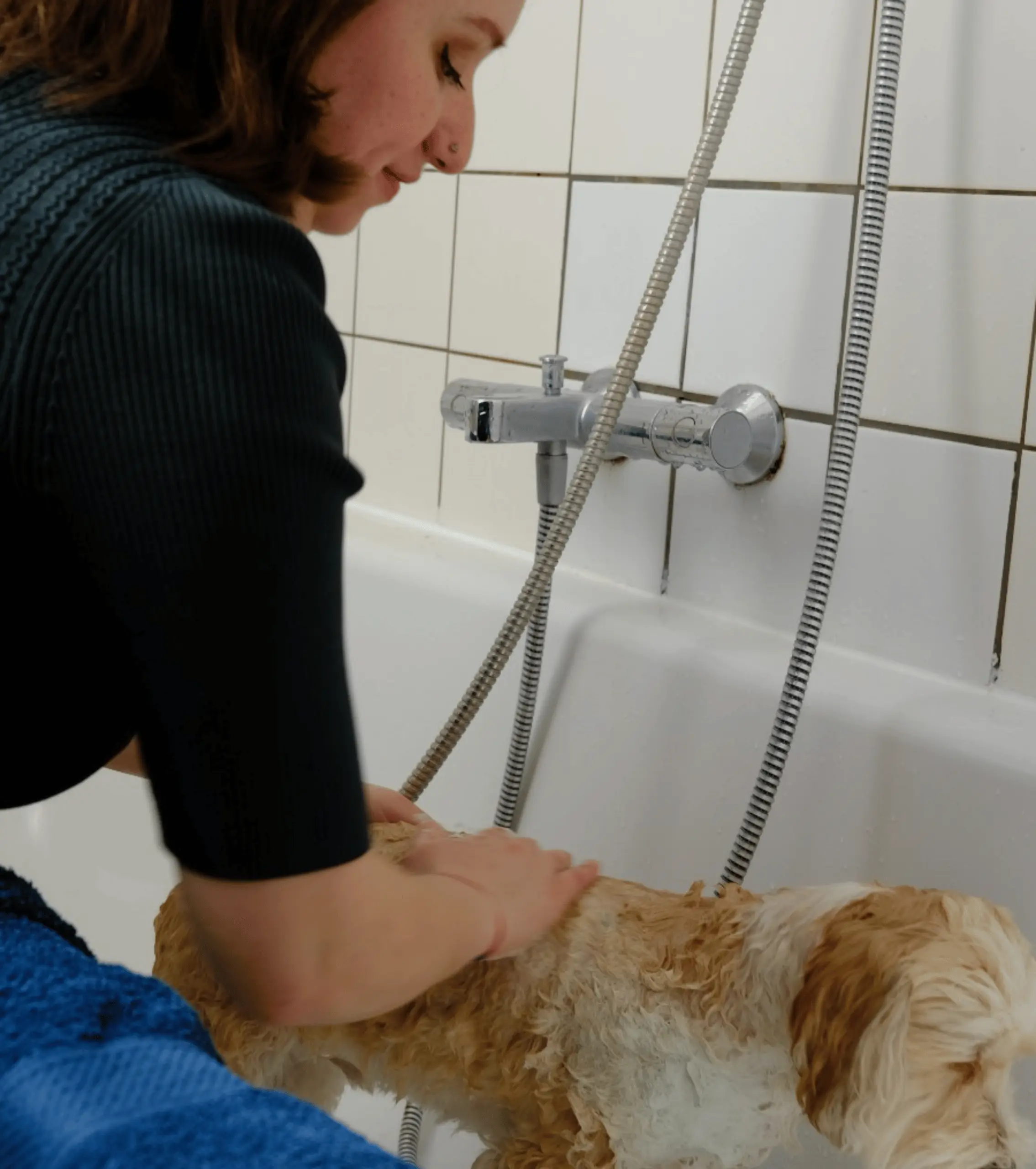 Honden wasbeurt in Den Haag