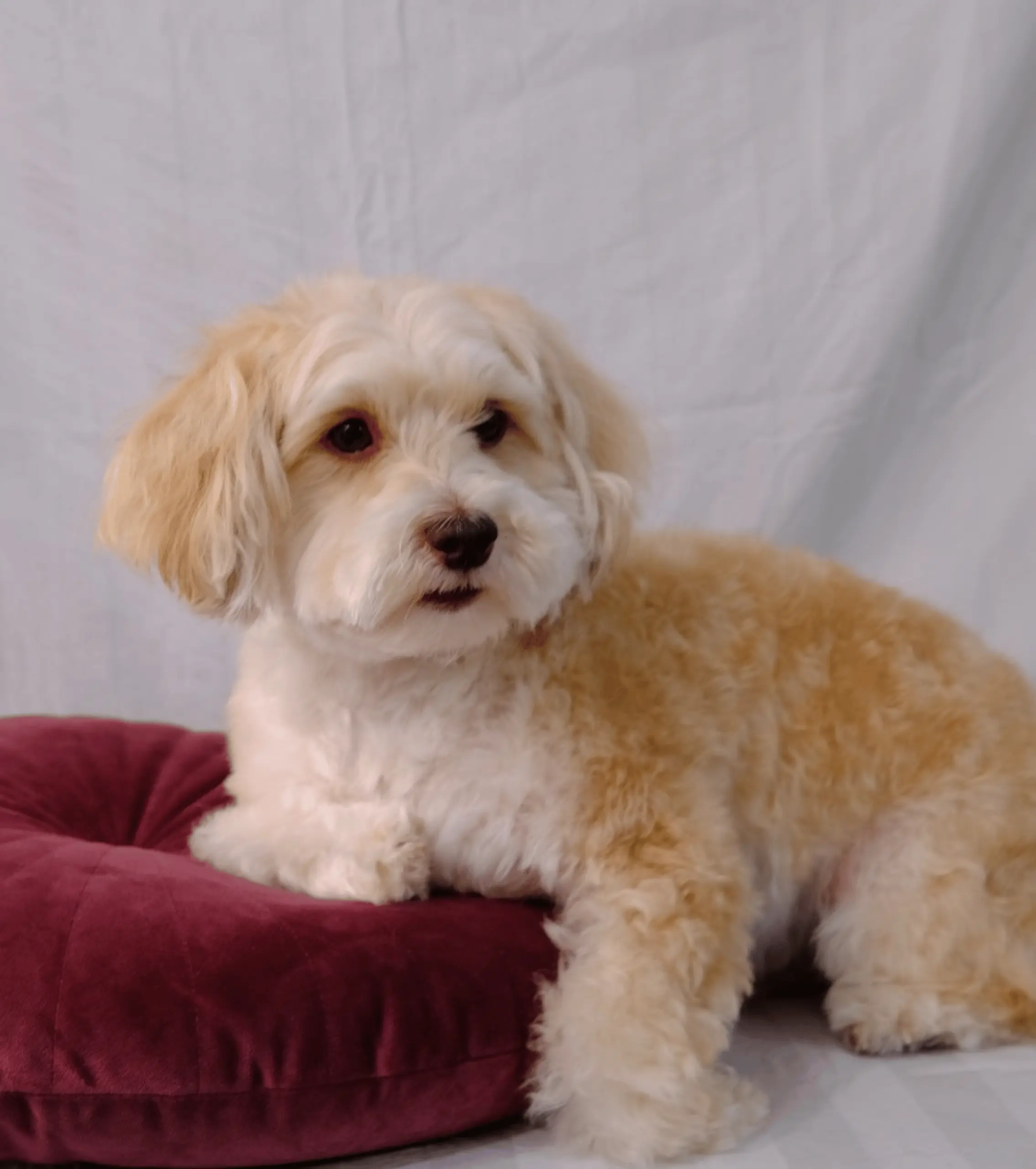 Normale trimbeurt in Den Haag