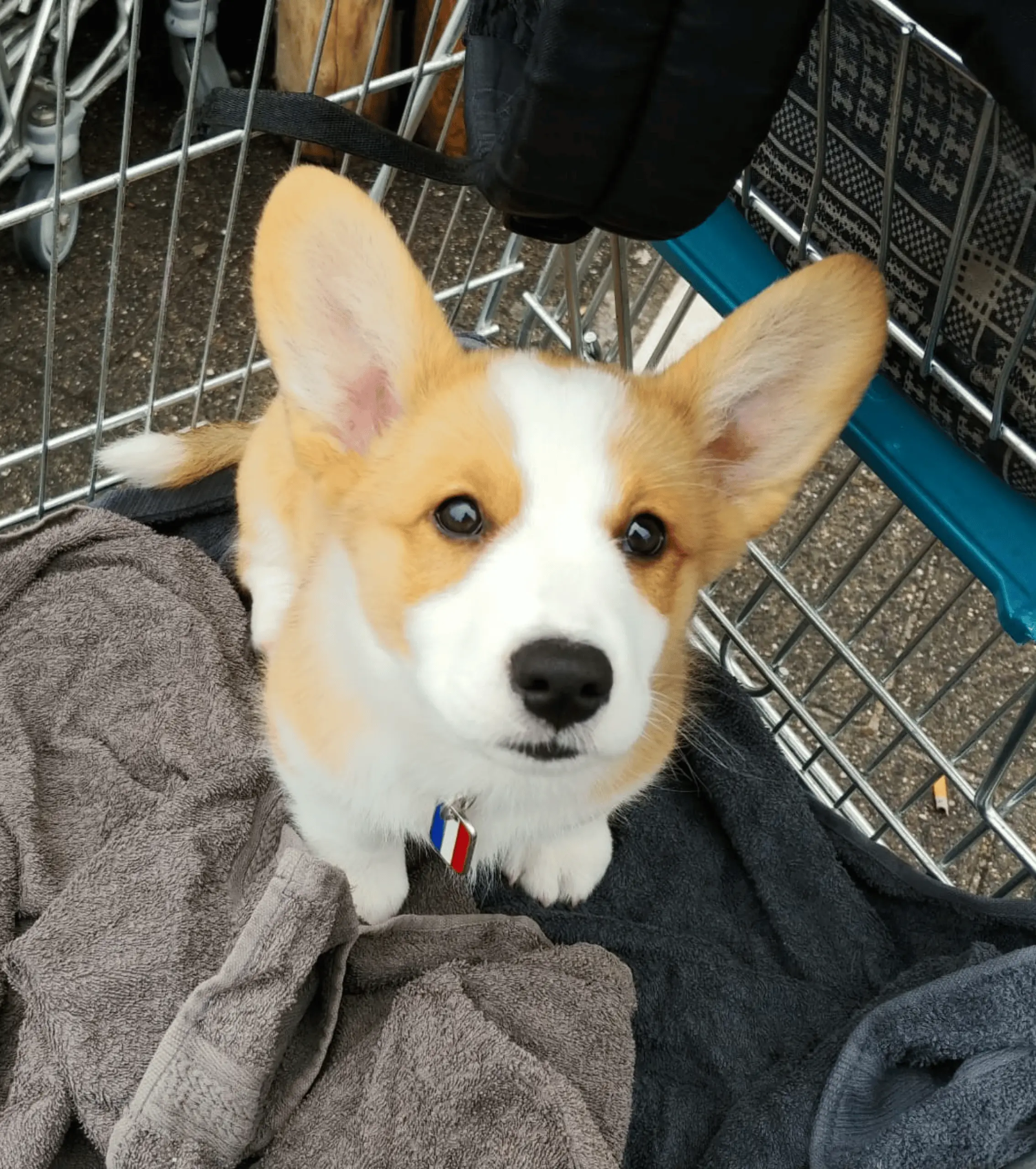 Puppywenservice in Den Haag