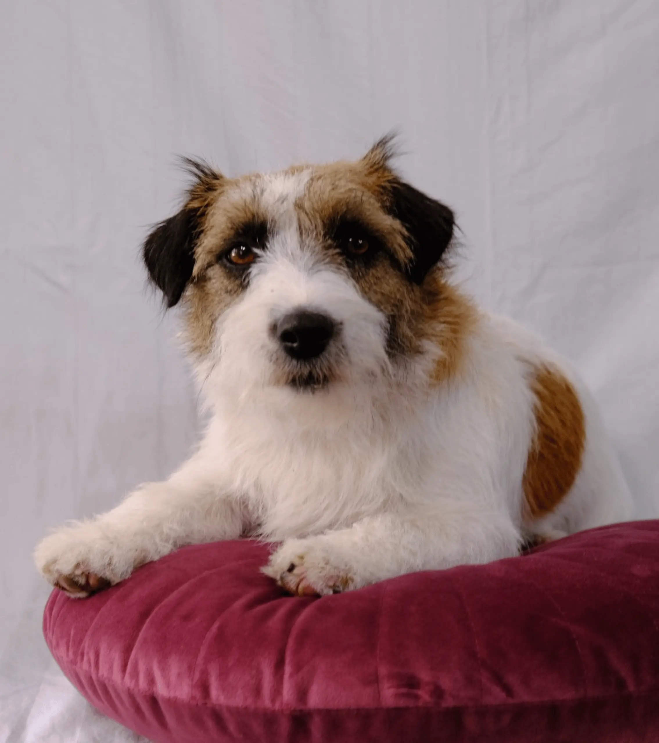 Tussentrimbeurt hond in Den Haag